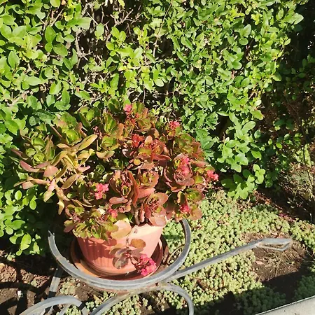 Sunny Flower Family ホテル