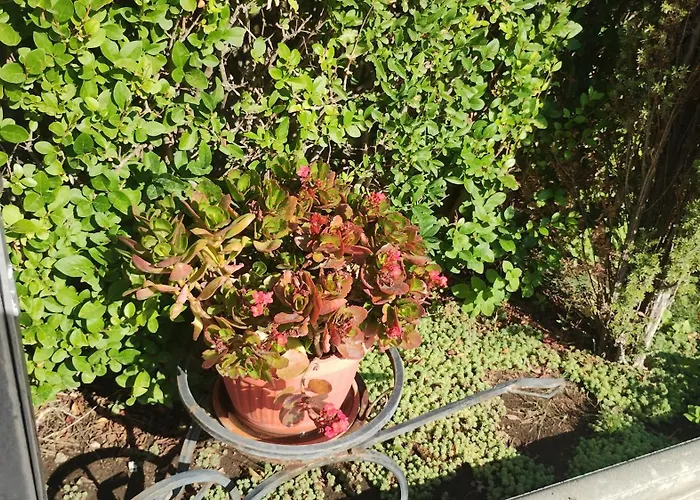 Sunny Flower Family 酒店