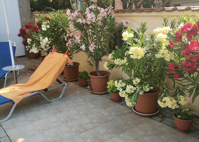 Sunny Flower Family 3*