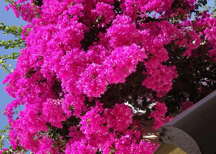 酒店 Sunny Flower Family 阳光海滩