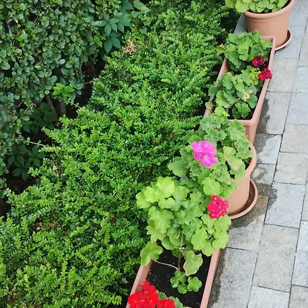 Sunny Flower Family