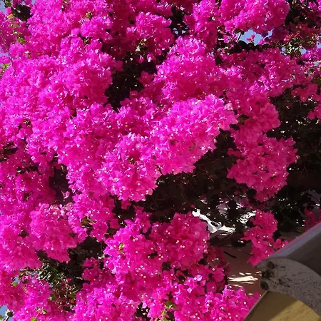فندق Sunny Flower Family ساني بيتش